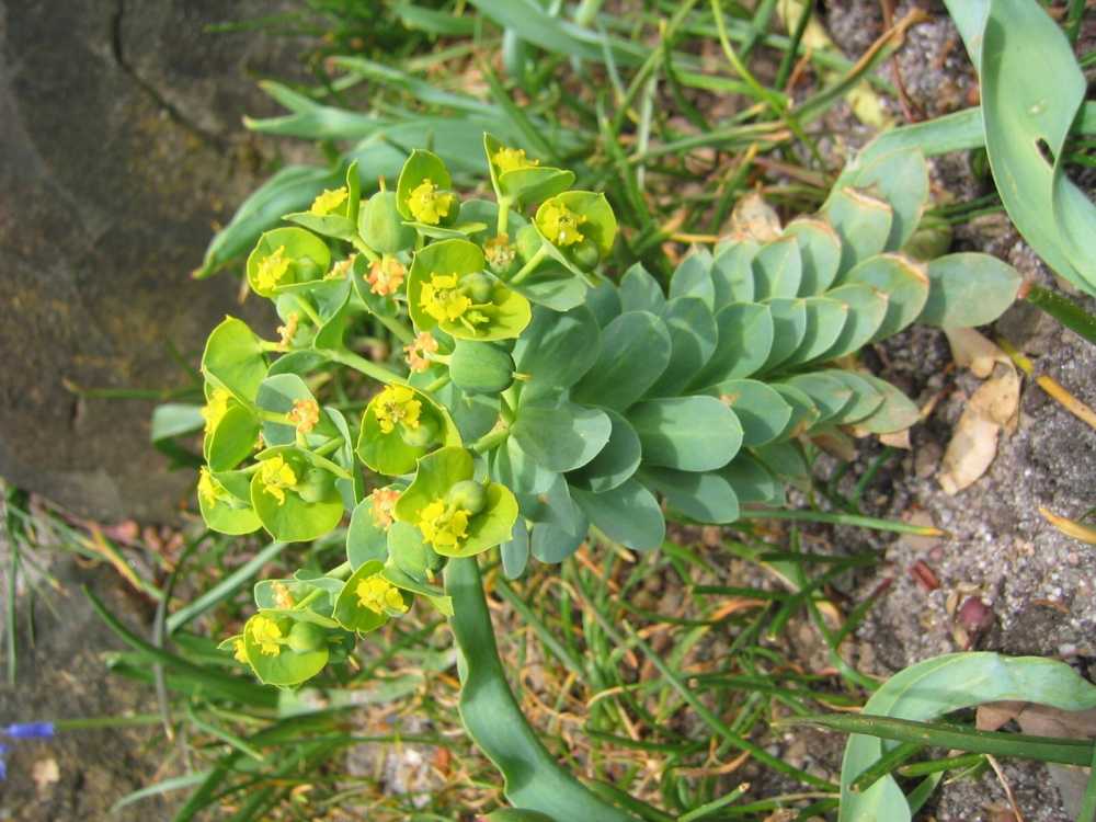 Euphorbia myrsinites (Walzen-Wolfsmilch)